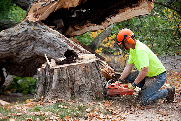 Best Tree Disease Treatment  in Circle Pines, MN